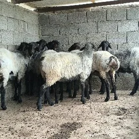 issek bicilen