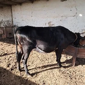 Bakylan Sygyr