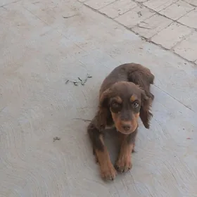 awçy güjik