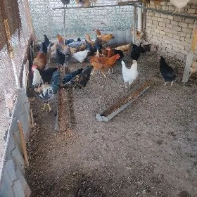 horazlar