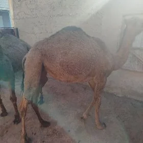 Ogşyk