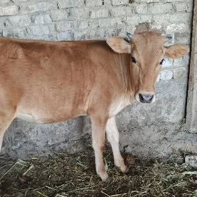 tüwe şves