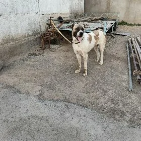 İt