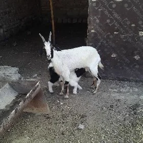awlakly geçi