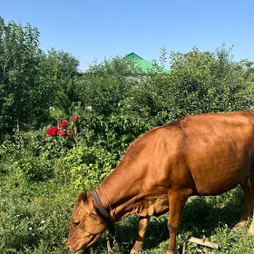 Goleli Sygyr