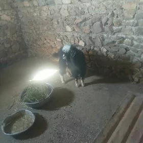 Çewis