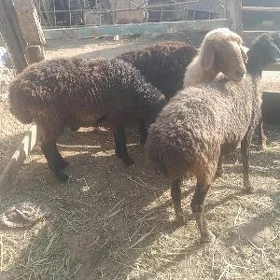 koyllar we koçkarlar