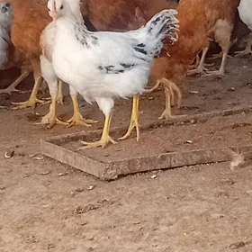 jüje
