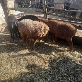 koçkar kuzllar