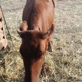 gulajyn göle