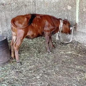 tüwe