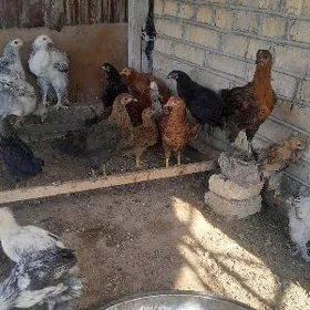 türkmen jüje
