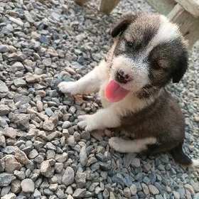 Собачки в добрые руки!!!