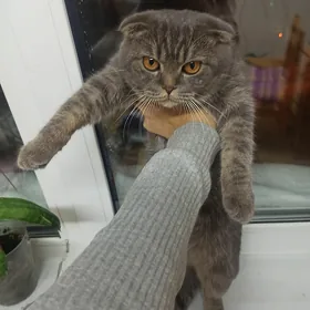 Pişik