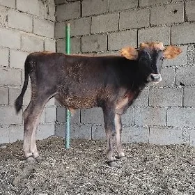 ŠWES OKUZ TUWE