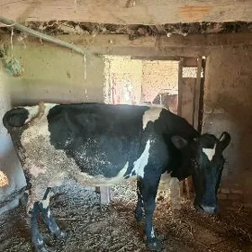 gibrid  saglyk inek