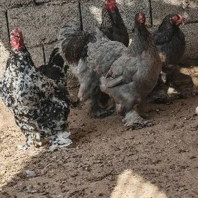 brama
