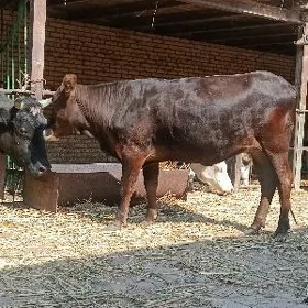 kelek swed unajyn