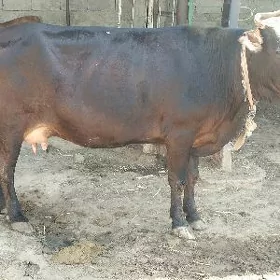 göleli sygyr