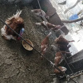 owgan induk yumutga