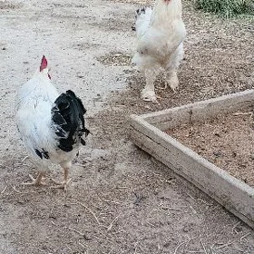 Brama Horoz 