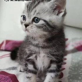 Котята шотландской шиншиллы
