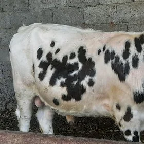Tohum öküzler