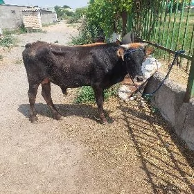 okuzçe