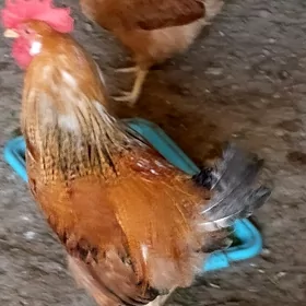 satlyk horazlar