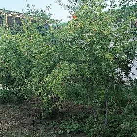 план жай 6 сотка безмин гунеши