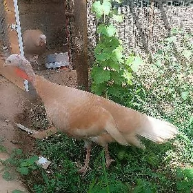 gyzyl induk