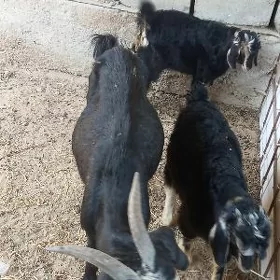 Ekiz owlaklaýan geçi