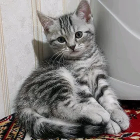 котята шотландские шиншиллы