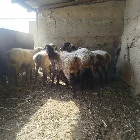 BAKYLAN İSSEKLER