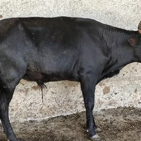 Satlyk Göle