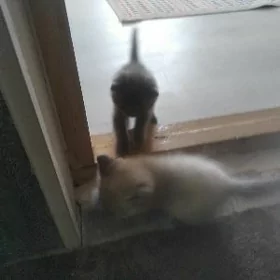 котята вислаухие