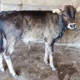 ŞWES ÖKÜZ MİŞGA