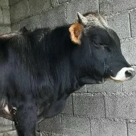 2 SANY BAKDA DURAN ÖKÜZLER