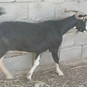 erkeç geçi