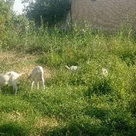 Geçi