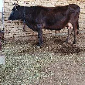 Sygyr