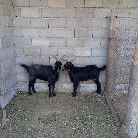 geçi