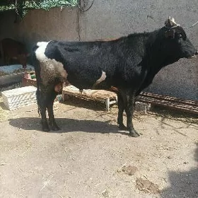 ökuz