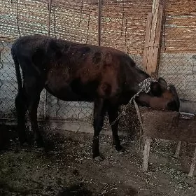 GULAJYN