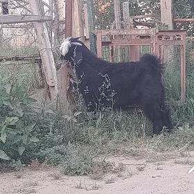 Çewiş