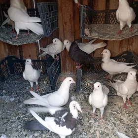 Kepderi