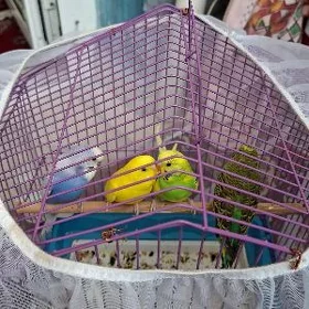 pobigay walnisdi