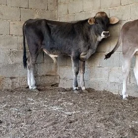 Şwet tüwe