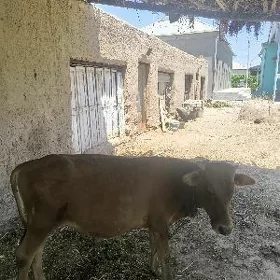 okuzce