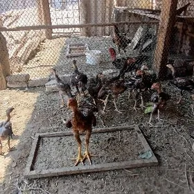 horaz paroda jujeleri